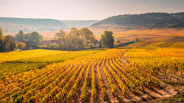 2th-century monk began to classify vineyards in Burgundy's Côte d'Or