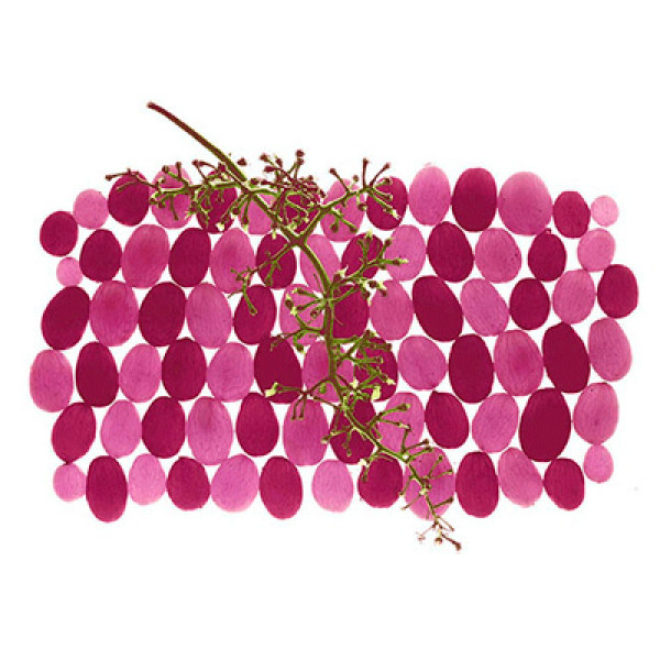 En fait, que sont les tanins ? En fait, que sont les tanins ?