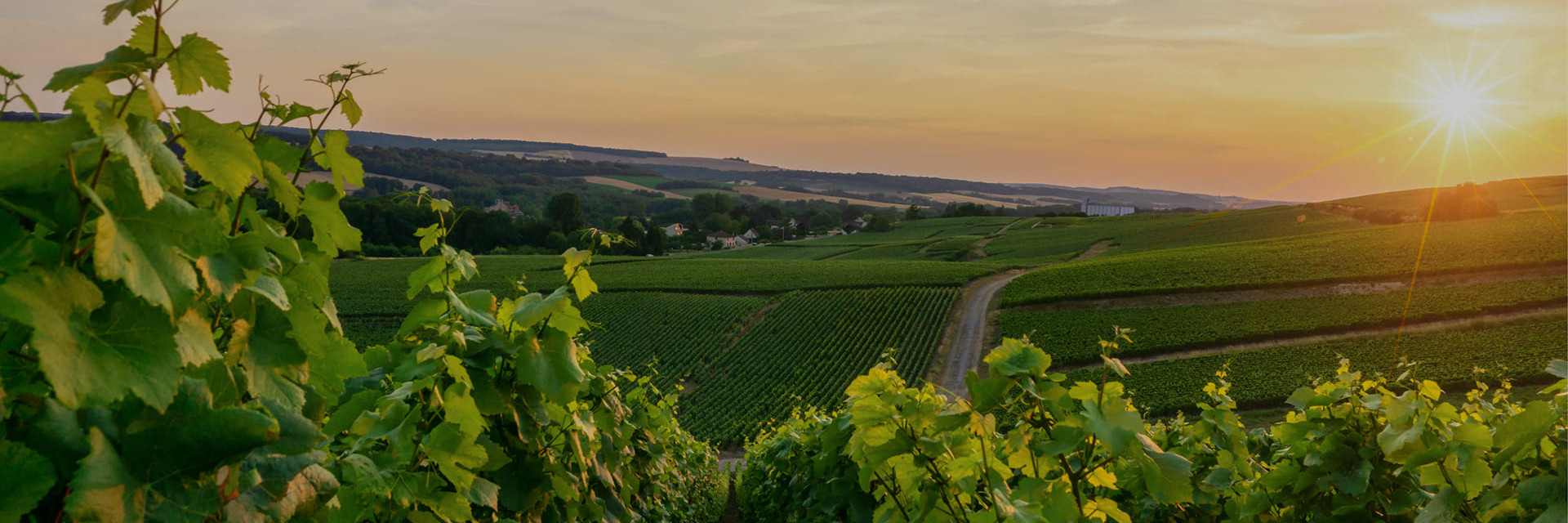 How can you protect your wines during summer heat? How can you protect your wines during summer heat?